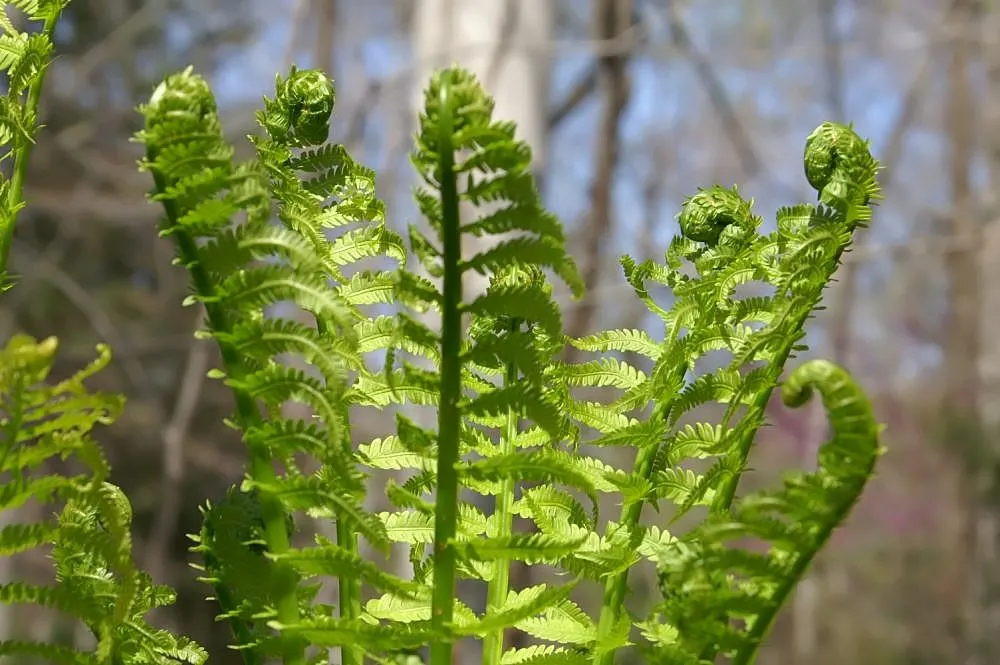 Ostrich Fern (Matteuccia Struthiopteris) — the Ostrich Fern offers a dramatic; is a deciduous perennial that brings an elegant and lush greenery to, image 102
