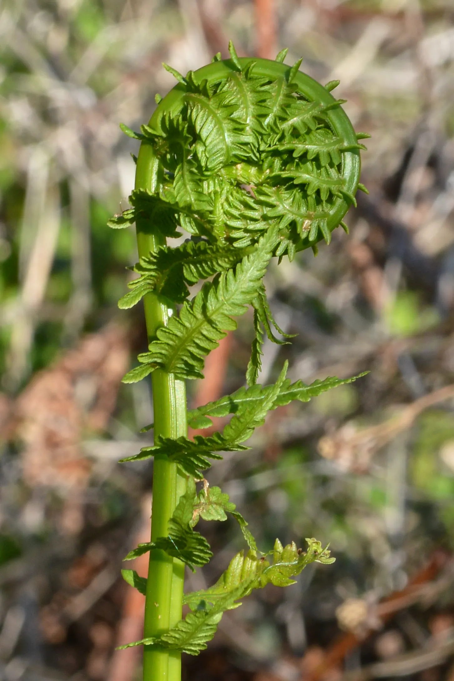 Ostrich Fern (Matteuccia Struthiopteris) — The Ostrich Fern, Matteuccia struthiopteris, is a robust, crown-forming perennial, thriving in USDA zones 3-7; ideal