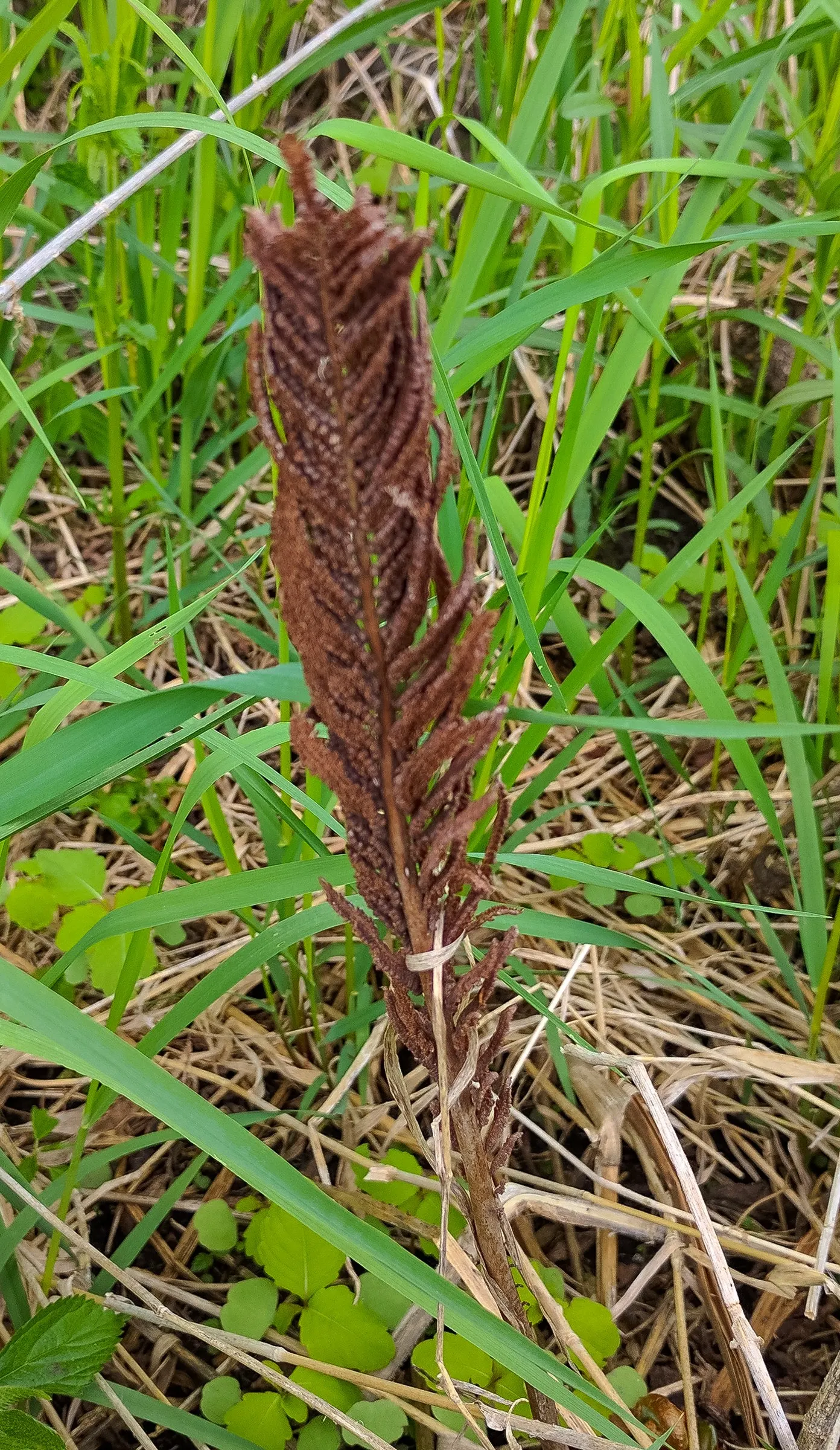 Ostrich Fern (Matteuccia Struthiopteris) — Ideal for naturalized areas; yet natural aesthetic with minimal care requirements, image 82