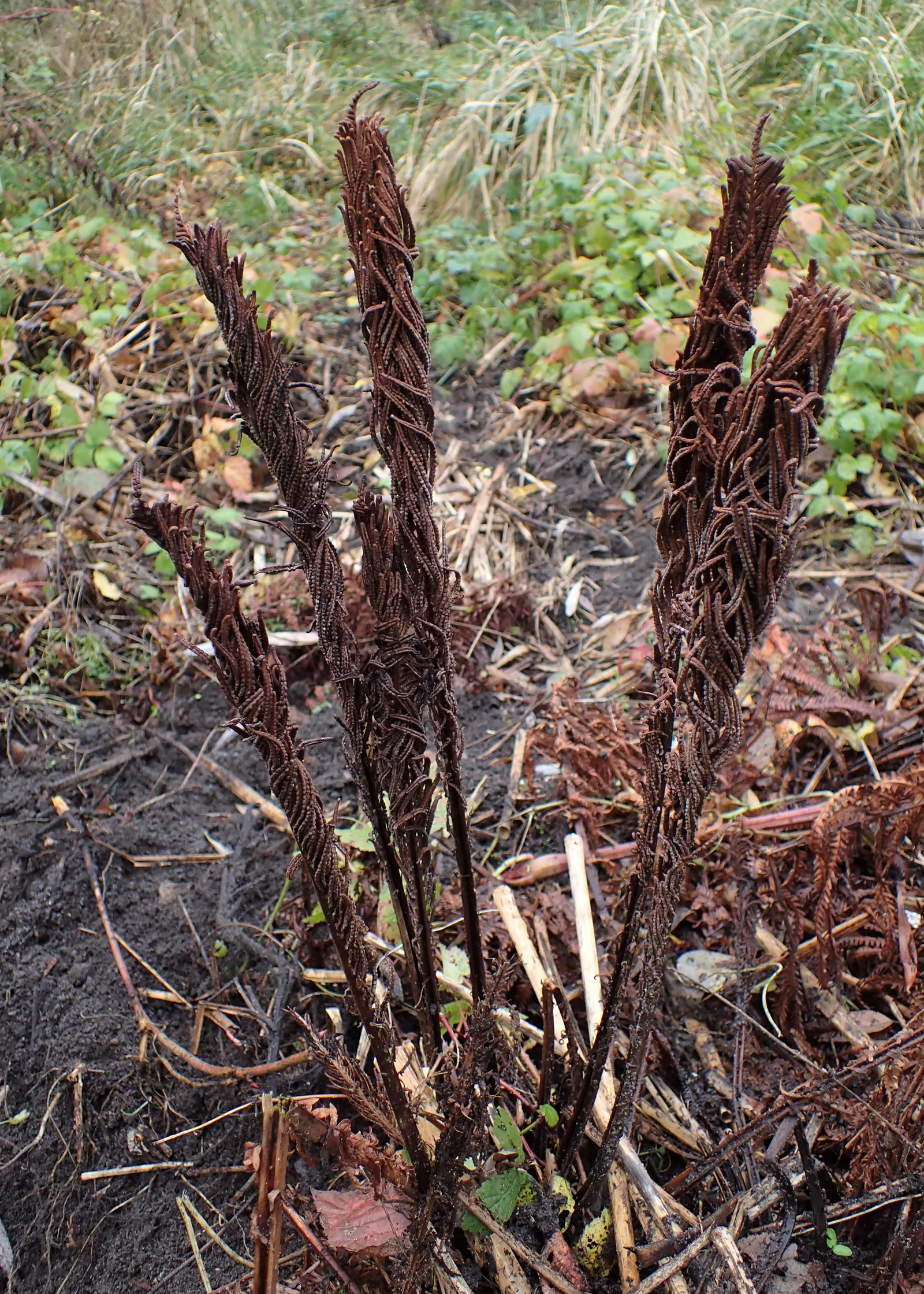 Ostrich Fern (Matteuccia Struthiopteris) — Ideal for naturalized areas; yet natural aesthetic with minimal care requirements