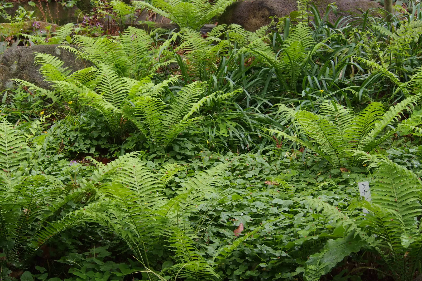 Ostrich Fern (Matteuccia Struthiopteris) — green backdrop in woodland gardens; well-drained soil and will thrive in part to full shade