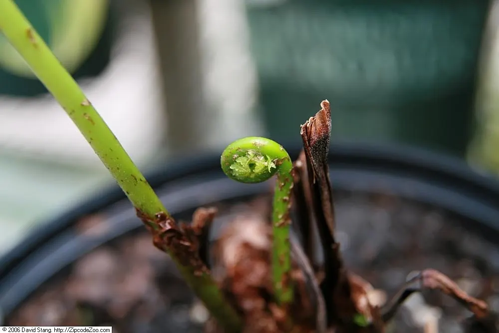 Ostrich Fern (Matteuccia Struthiopteris) — thanks to its underground rhizomes; it provides dramatic vertical texture and lush, image 94