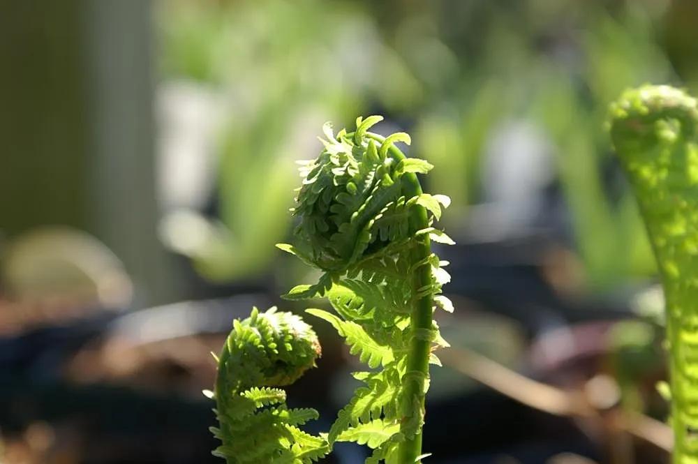 Ostrich Fern (Matteuccia Struthiopteris) — <br><br>It also bears "fiddleheads" in early spring; the Ostrich Fern prefers a rich