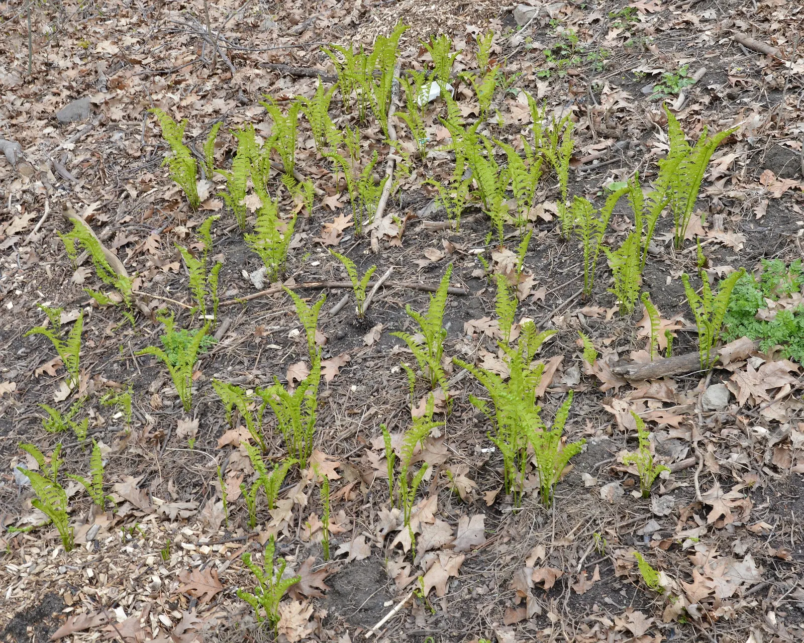Ostrich Fern (Matteuccia Struthiopteris) — With its stately, vase-like clumps, it unfurls feather-like fronds reaching 3-6 feet in height; these, image 106