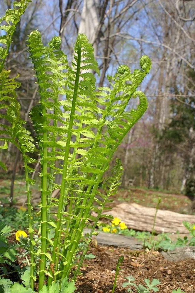 Ostrich Fern (Matteuccia Struthiopteris) — fern for half or shade; an enchanting addition to any woodland or shade garden, image 78