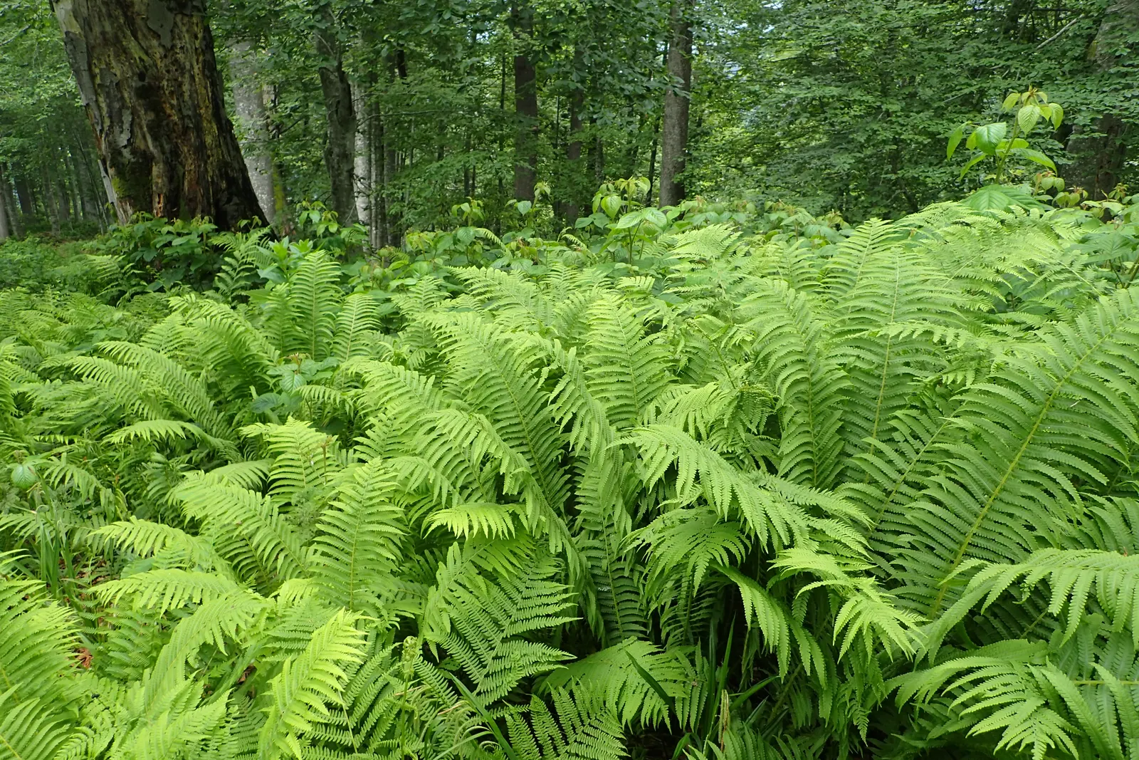 Ostrich Fern (Matteuccia Struthiopteris) — <br><br>It is important to note that while these ferns are low maintenance; fern for half or shade, image 71