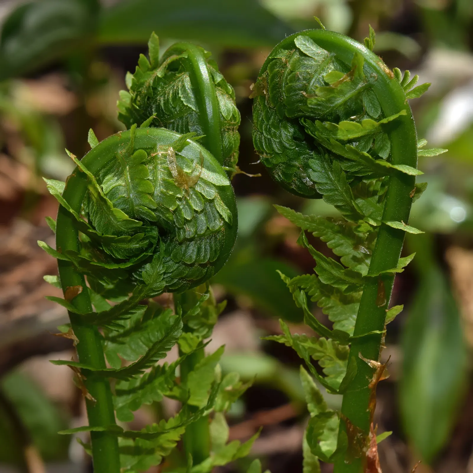 Ostrich Fern (Matteuccia Struthiopteris) — This fern\'s growth pattern is distinctive; <br><br>It also bears "fiddleheads" in early spring