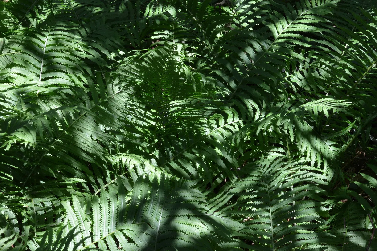 Ostrich Fern (Matteuccia Struthiopteris) — known botanically as Matteuccia struthiopteris