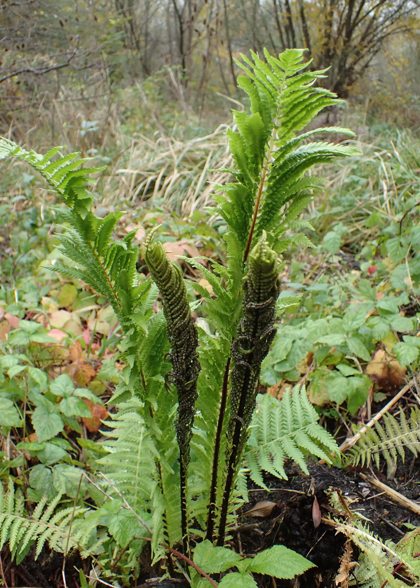Ostrich Fern (Matteuccia Struthiopteris) — These ferns typically grow to a height ranging from 3 to 6 feet with a similar spread