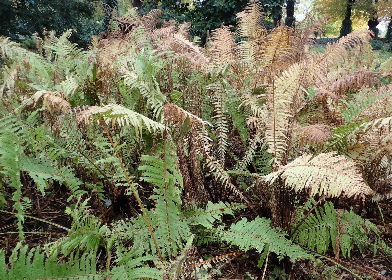 Ostrich Fern (Matteuccia Struthiopteris) — With its stately, vase-like clumps, it unfurls feather-like fronds reaching 3-6 feet in height; these ferns