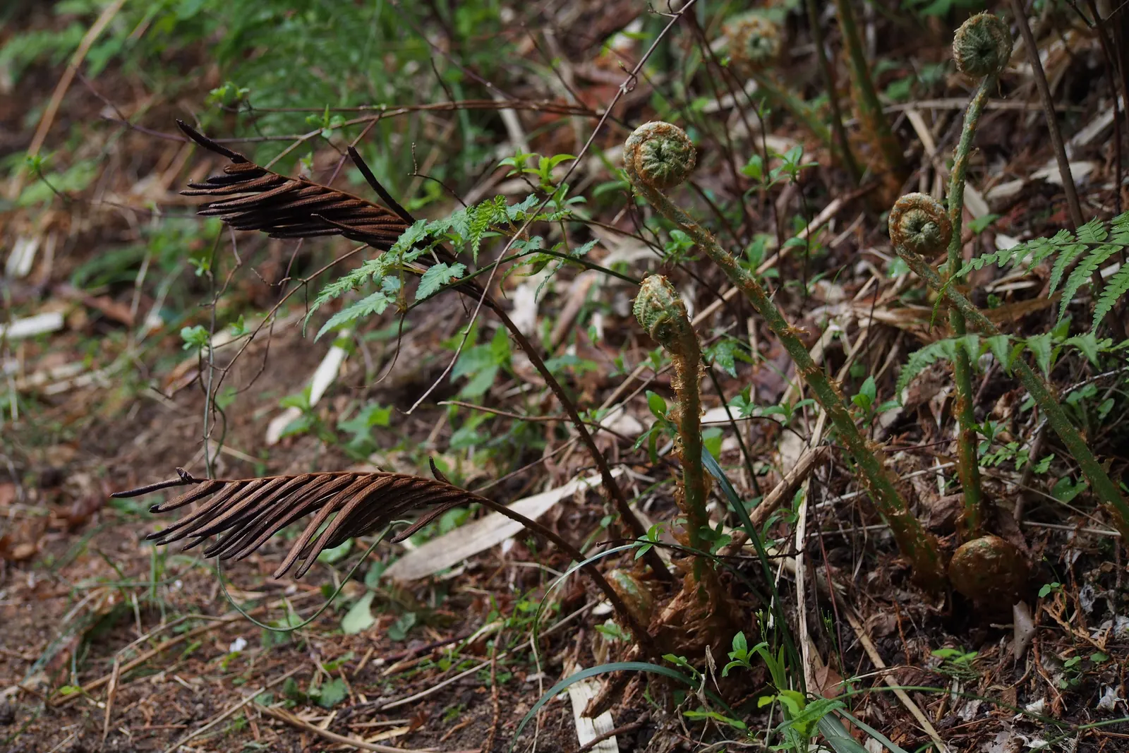 Ostrich Fern (Matteuccia Struthiopteris) — With its stately, vase-like clumps, it unfurls feather-like fronds reaching 3-6 feet in height; these, image 54