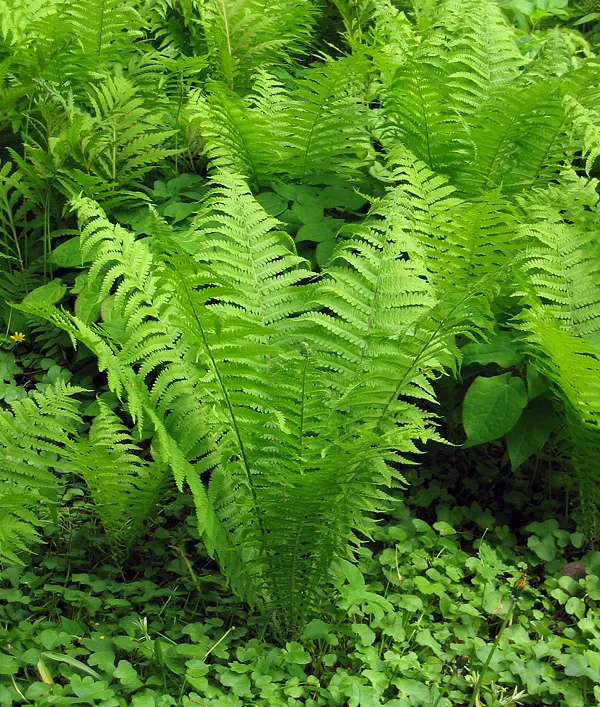 Ostrich Fern (Matteuccia Struthiopteris) — they do require consistent moisture; hardy and low maintenance, it offers a graceful, arching display, image 98