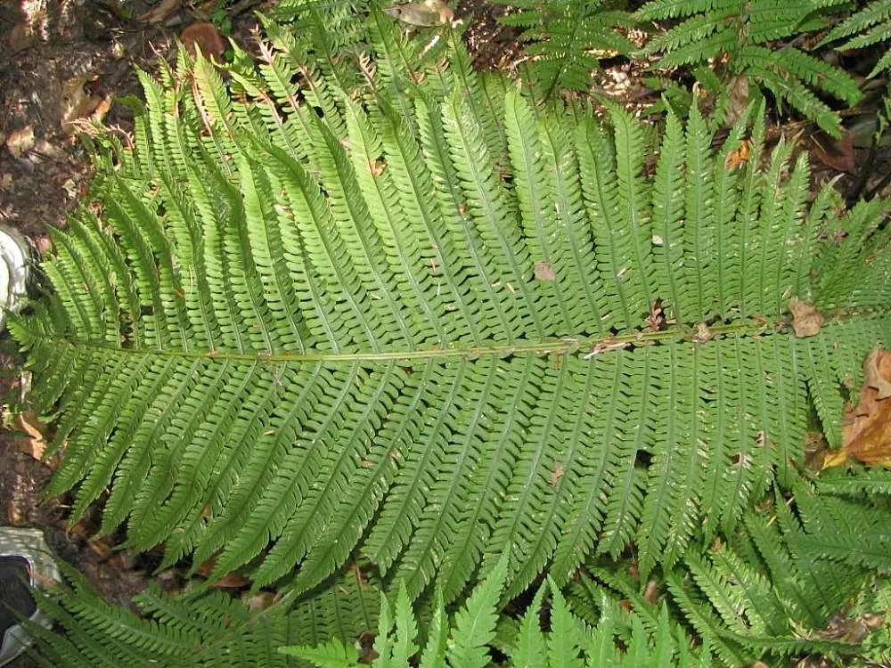 Ostrich Fern (Matteuccia Struthiopteris) — it provides dramatic vertical texture and lush; green backdrop in woodland gardens, image 83