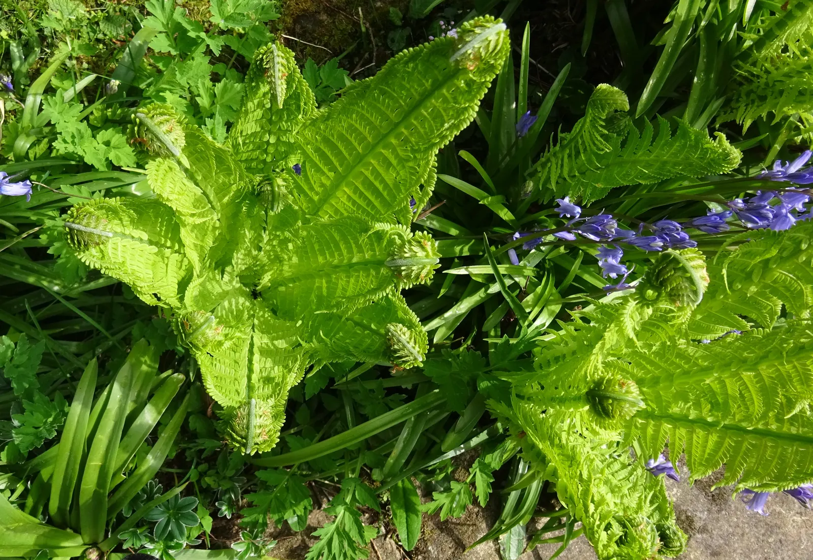 Ostrich Fern (Matteuccia Struthiopteris) — vase-like clumps which can spread to form a dense colony when happily situated; the Ostrich Fern offers a dramatic
