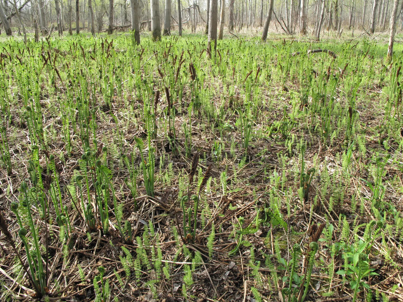 Ostrich Fern (Matteuccia Struthiopteris) — This fern\'s growth pattern is distinctive; <br><br>It also bears "fiddleheads" in early spring, image 66
