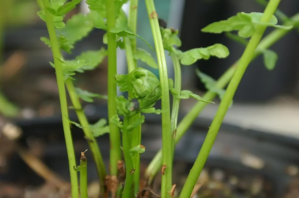 Ostrich Fern (Matteuccia Struthiopteris) — A generous layer of mulch will help to maintain soil moisture and keep root systems cool; especially, image 100