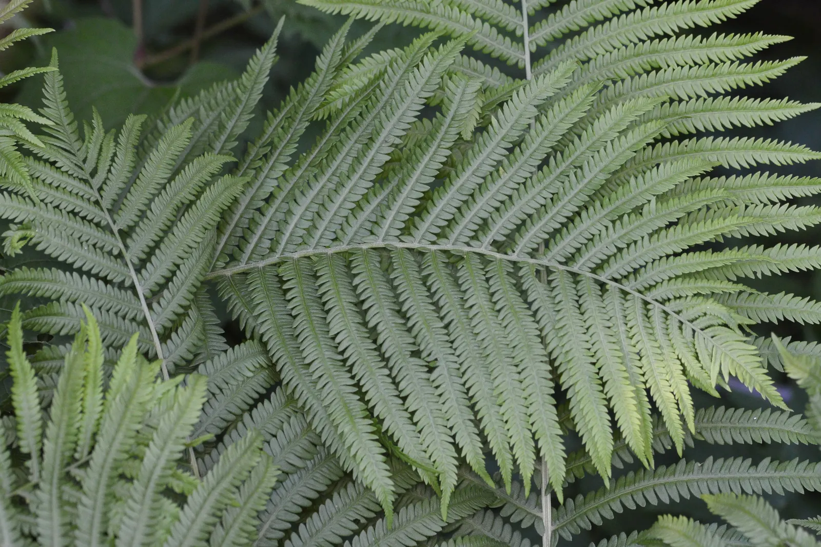 Ostrich Fern (Matteuccia Struthiopteris) — it provides dramatic vertical texture and lush; green backdrop in woodland gardens, image 57