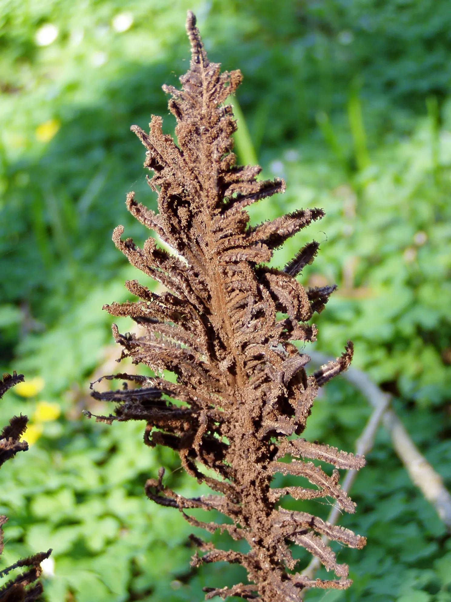 Ostrich Fern (Matteuccia Struthiopteris) — yet natural aesthetic with minimal care requirements; thanks to its underground rhizomes