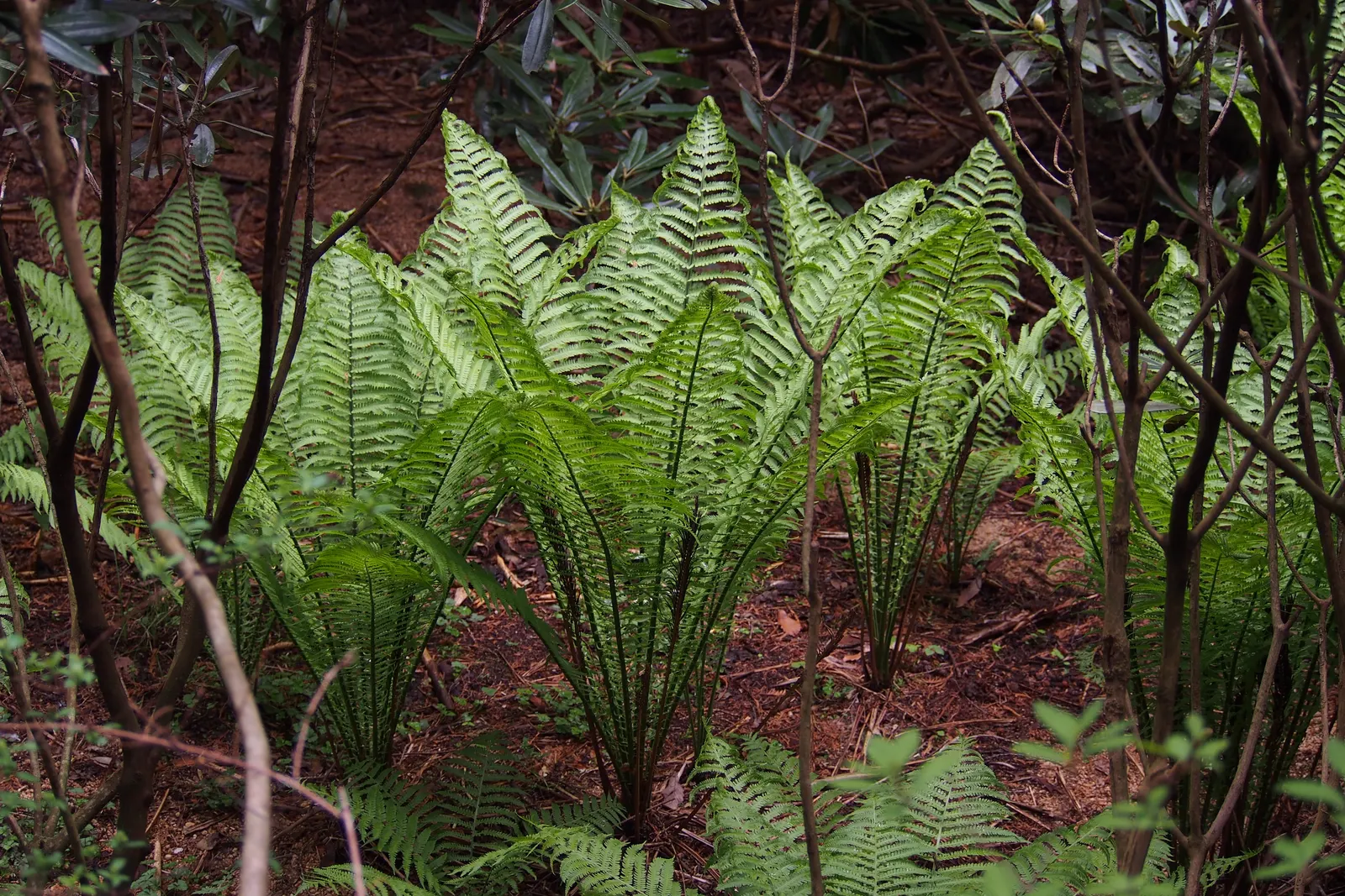 Ostrich Fern (Matteuccia Struthiopteris) — which unfurl into the large fronds that can reach up to 4 to 5 feet in length; <br><br>It is important to note that