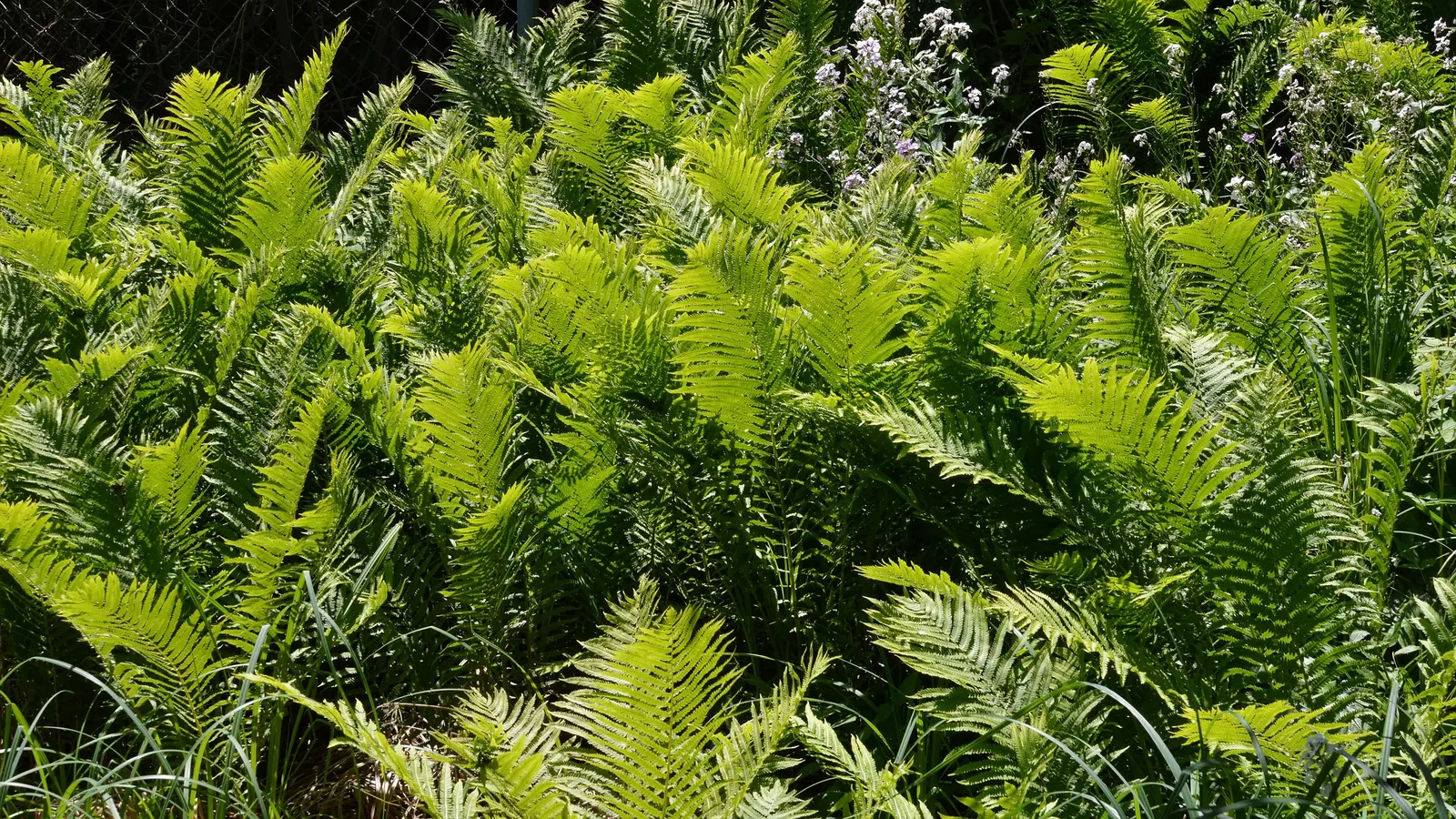 Ostrich Fern (Matteuccia Struthiopteris) — Its common name derives from the grand, arching fronds that resemble the graceful feathers of an, image 62