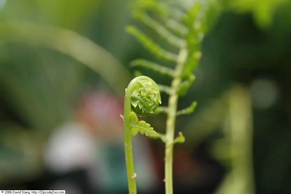 Ostrich Fern (Matteuccia Struthiopteris) — Its common name derives from the grand, arching fronds that resemble the graceful feathers of an, image 114