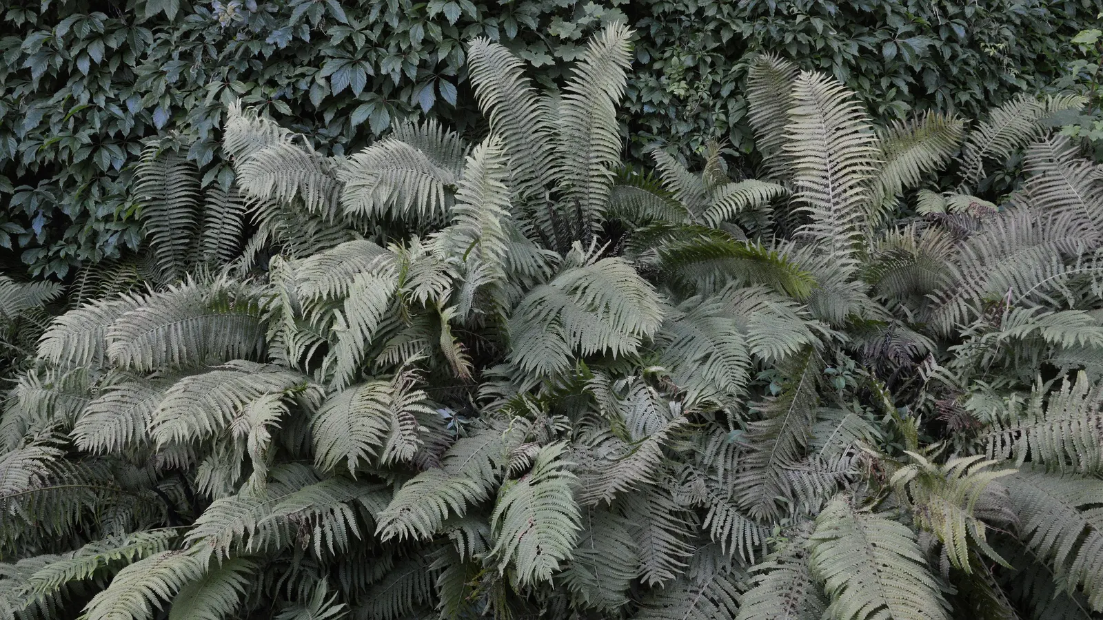 Ostrich Fern (Matteuccia Struthiopteris) — which unfurl into the large fronds that can reach up to 4 to 5 feet in length; <br><br>It is important, image 70