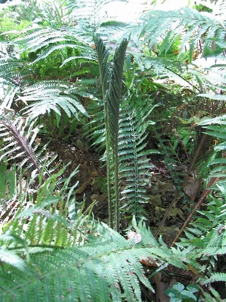 Ostrich Fern (Matteuccia Struthiopteris) — known botanically as Matteuccia struthiopteris; the Ostrich Fern, Matteuccia struthiopteris, is a robust, image 86
