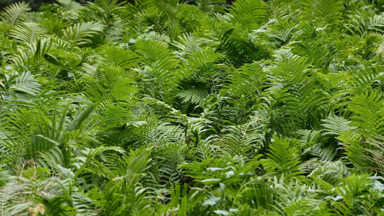 Ostrich Fern (Matteuccia Struthiopteris) — Its common name derives from the grand, arching fronds that resemble the graceful feathers of an, image 88