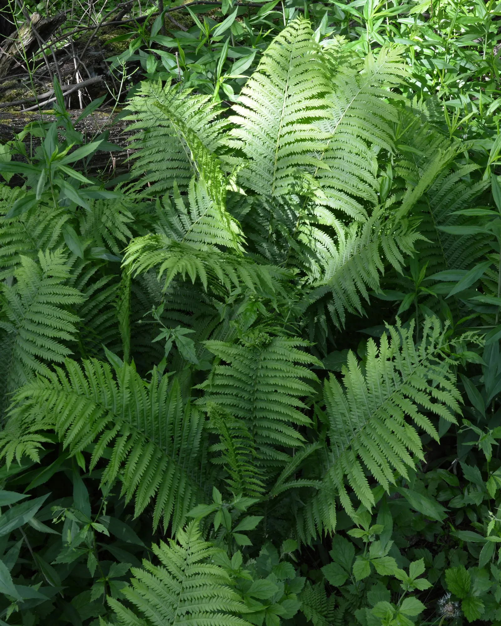 Ostrich Fern (Matteuccia Struthiopteris) — Hardy and low maintenance, it offers a graceful, arching display, emulating its namesake‚Äôs plumes, image 111