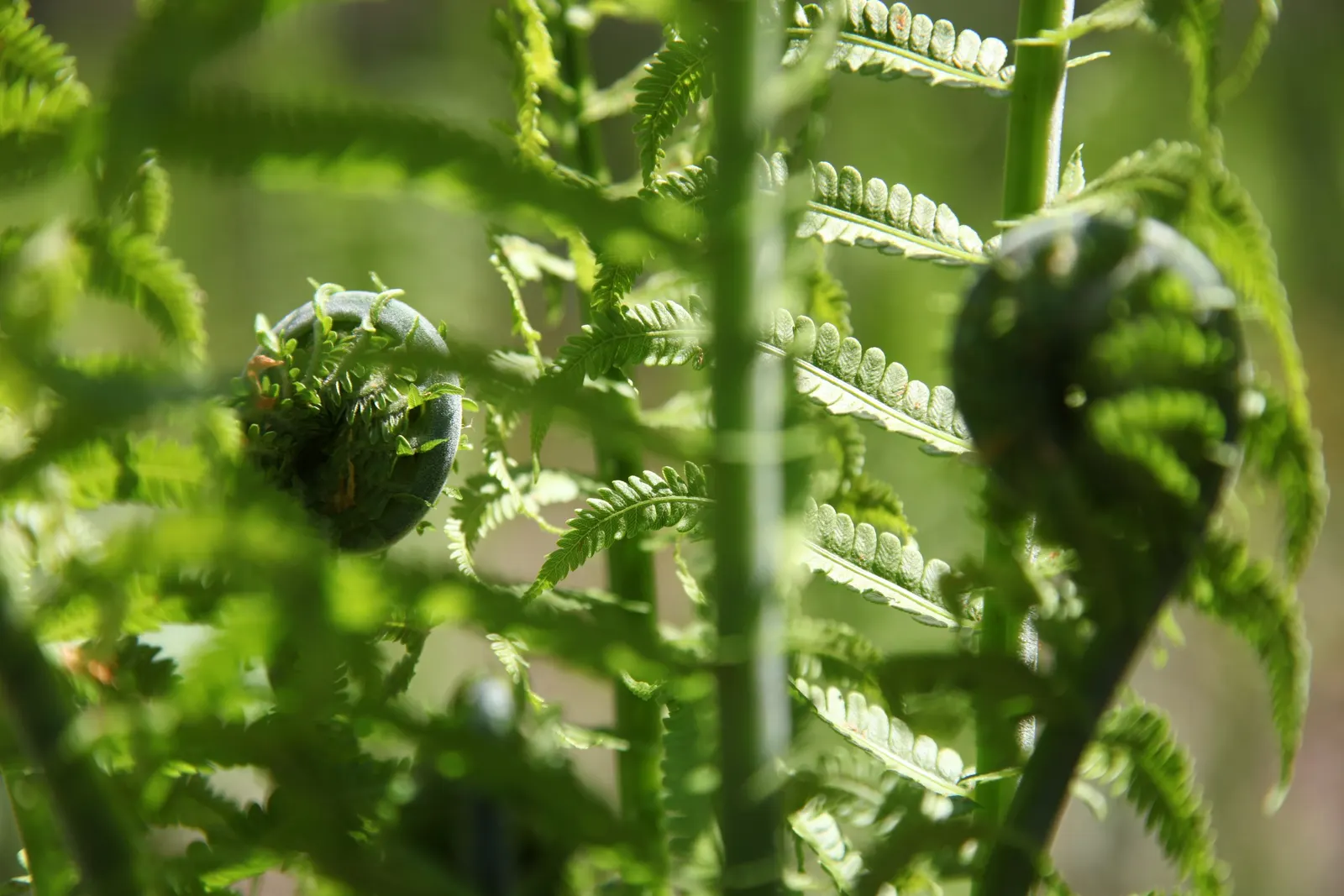 Ostrich Fern (Matteuccia Struthiopteris) — is a deciduous perennial that brings an elegant and lush greenery to any shaded landscape design; known, image 113