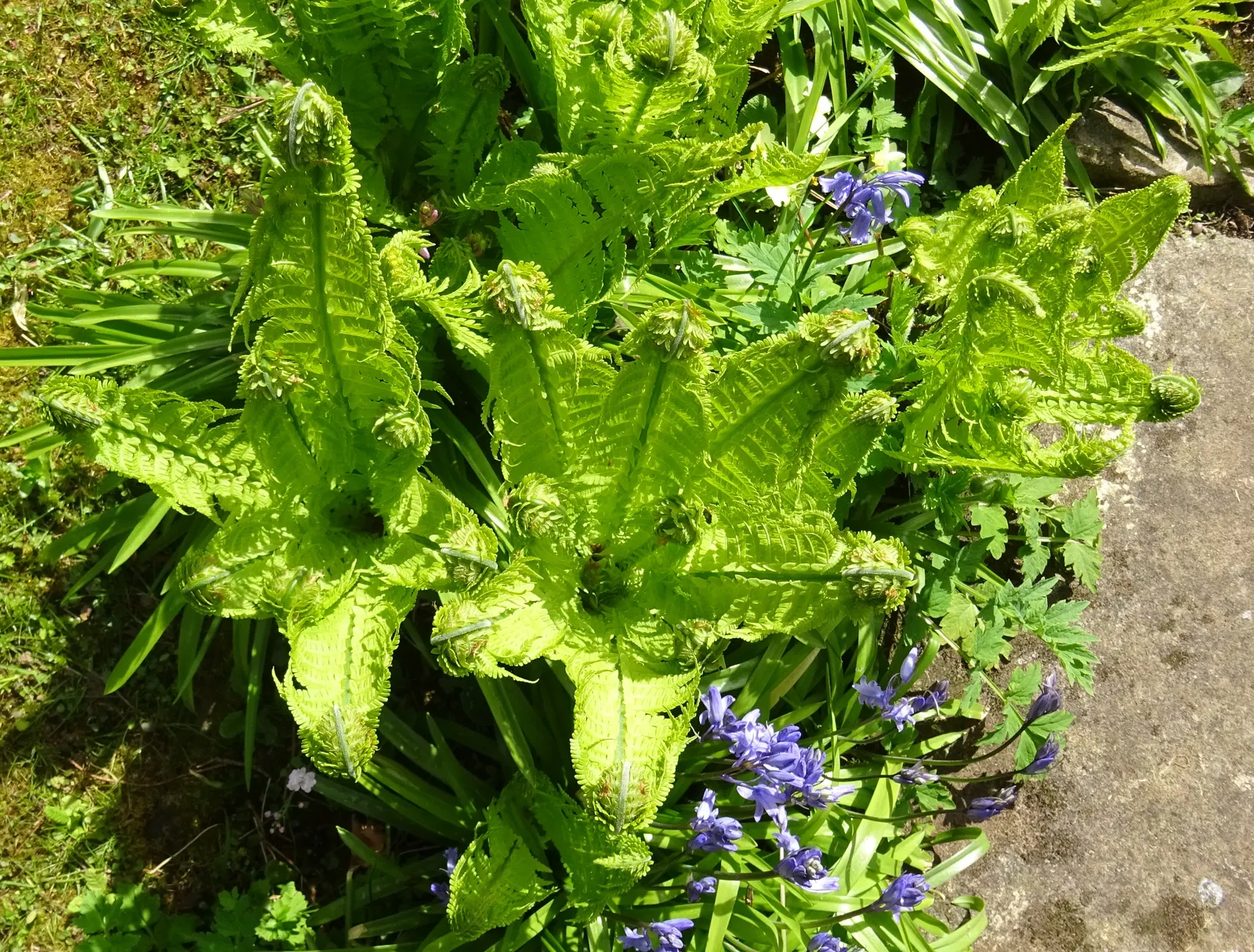Ostrich Fern (Matteuccia Struthiopteris) — An enchanting addition to any woodland or shade garden; with its stately, vase-like clumps, it unfurls, image 101