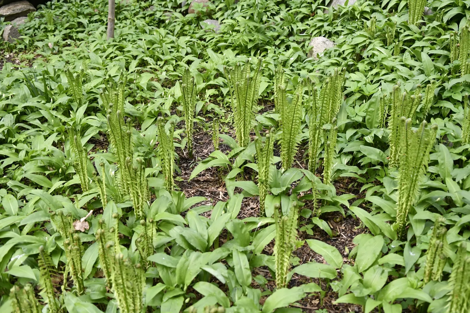 Ostrich Fern (Matteuccia Struthiopteris) — the Ostrich Fern prefers a rich; preferring partial to full shade, it flourishes in moist, rich soil, image 90