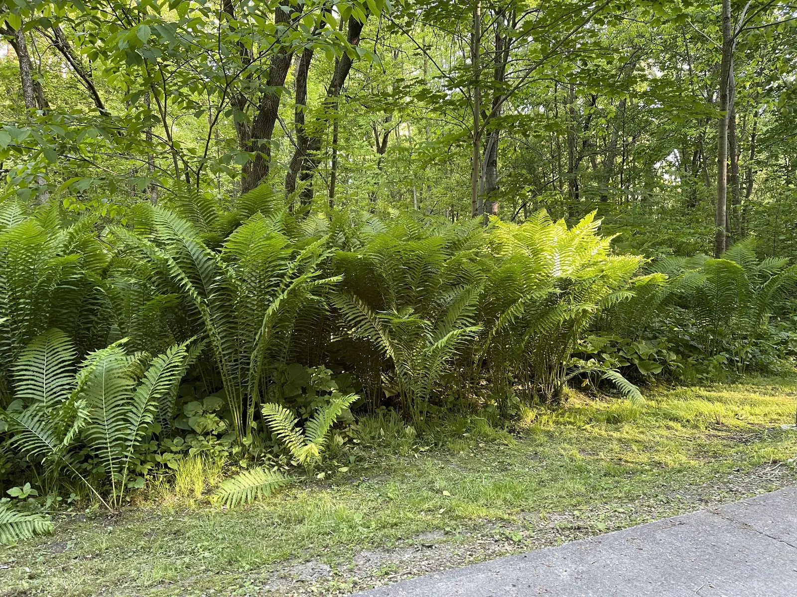 Ostrich Fern (Matteuccia Struthiopteris) — green backdrop in woodland gardens; well-drained soil and will thrive in part to full shade, image 110