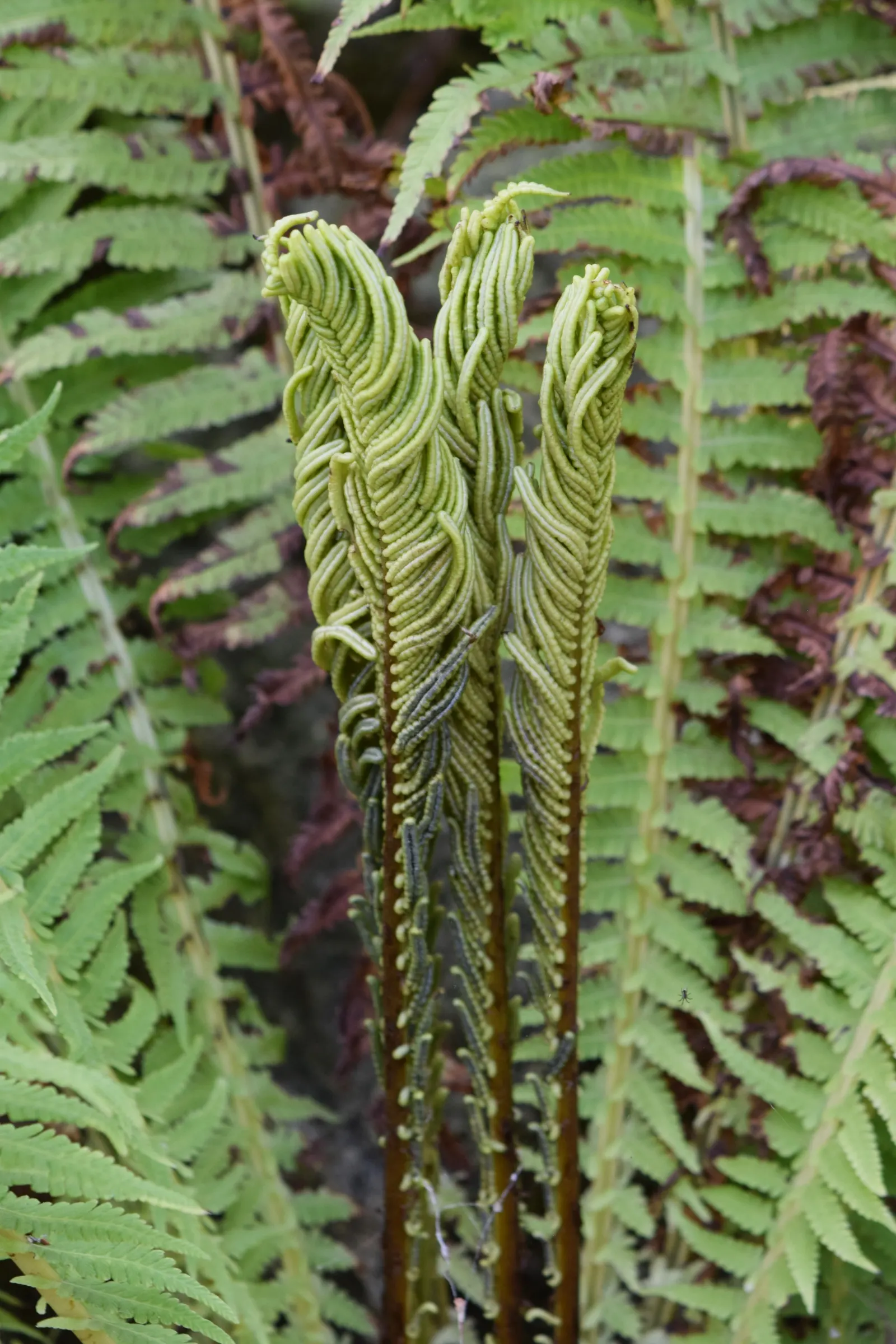 Ostrich Fern (Matteuccia Struthiopteris) — Preferring partial to full shade, it flourishes in moist, rich soil; which unfurl into the large fronds, image 107