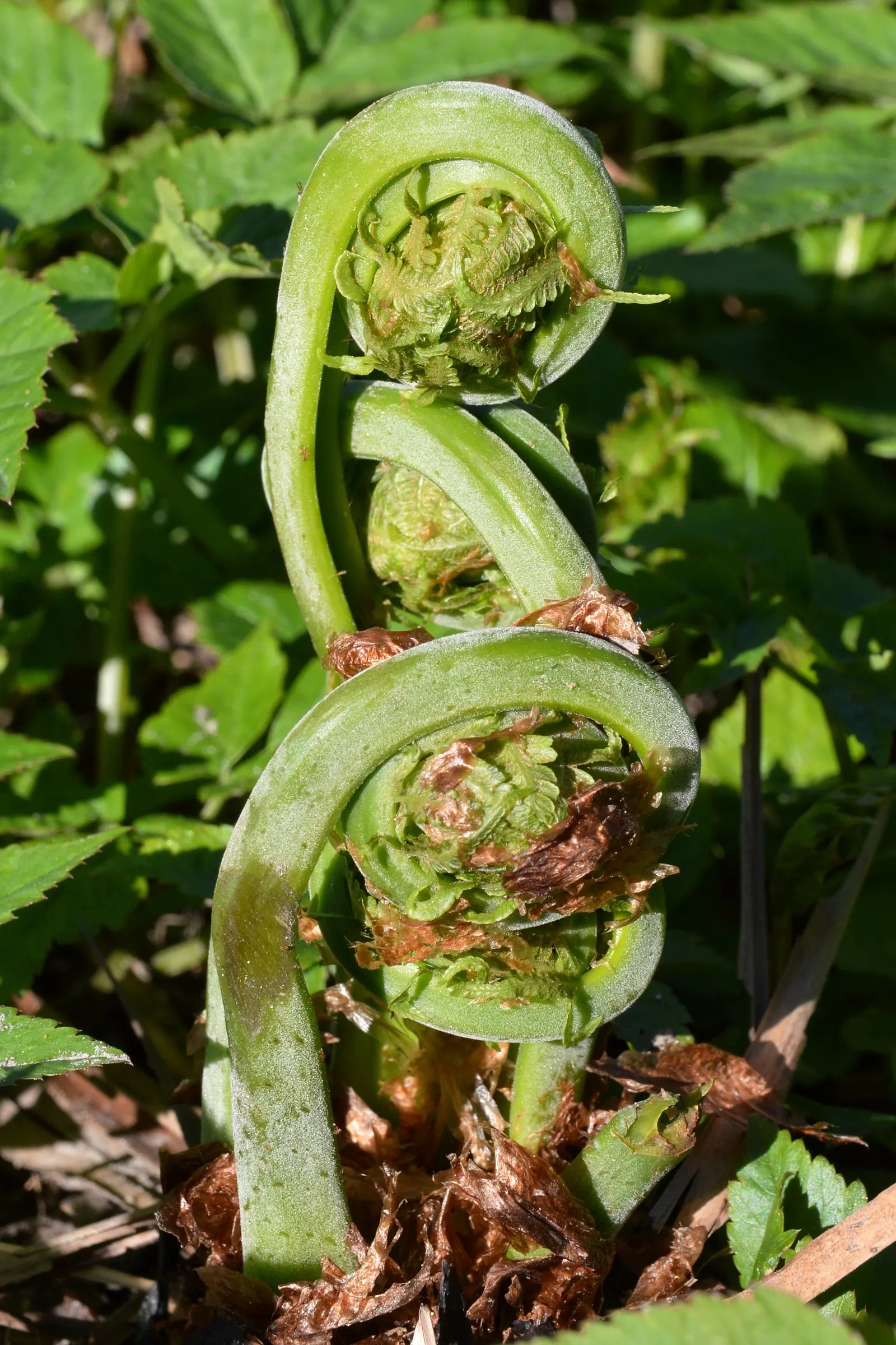 Ostrich Fern (Matteuccia Struthiopteris) — well-drained soil and will thrive in part to full shade; its common name derives from the grand, arching, image 65