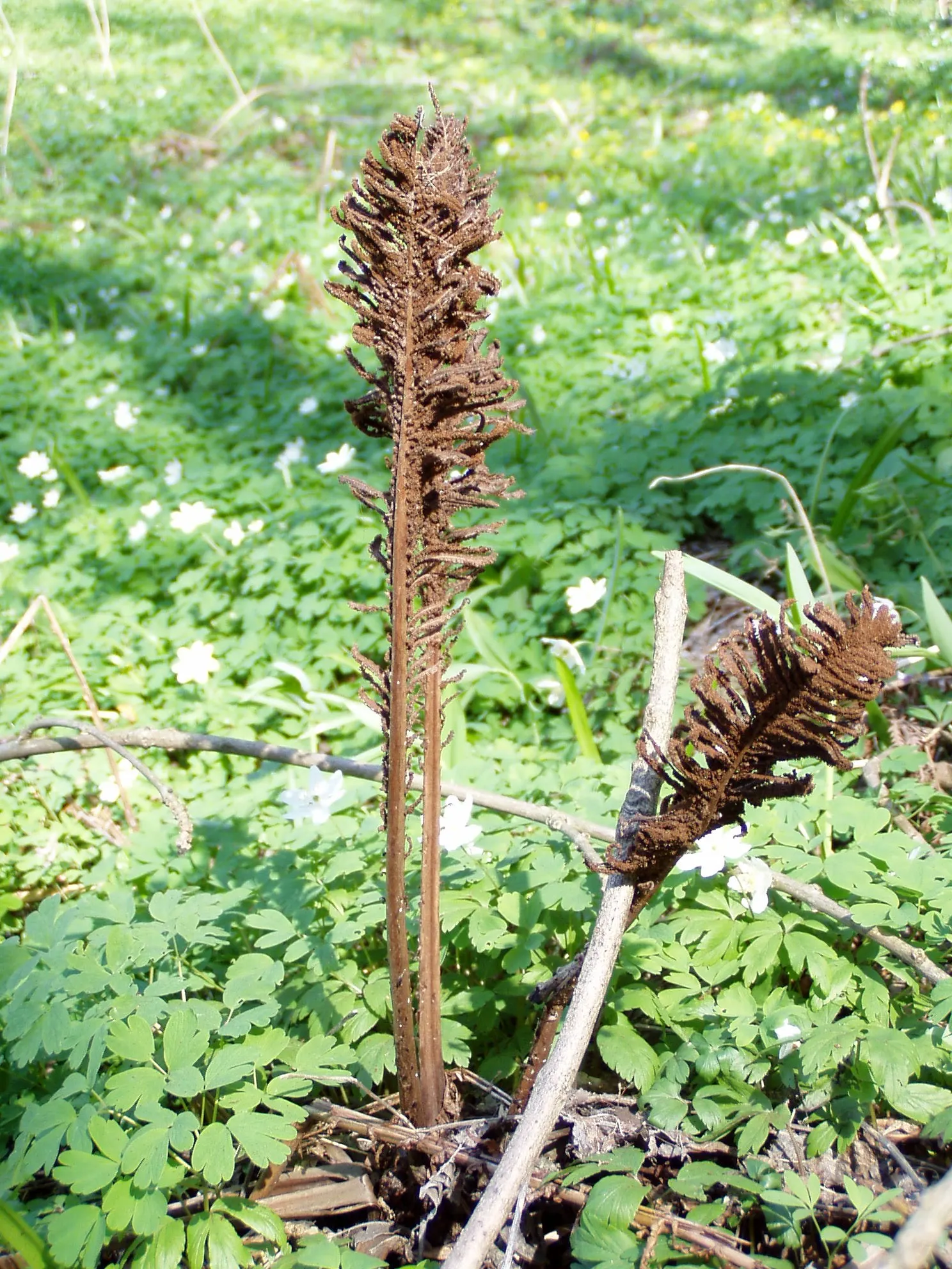Ostrich Fern (Matteuccia Struthiopteris) — These ferns typically grow to a height ranging from 3 to 6 feet with a similar spread; a generous layer of mulch