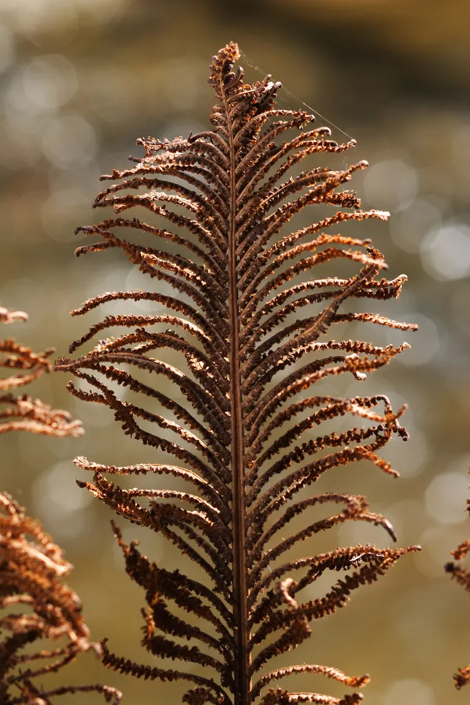 Ostrich Fern (Matteuccia Struthiopteris) — the Ostrich Fern offers a dramatic