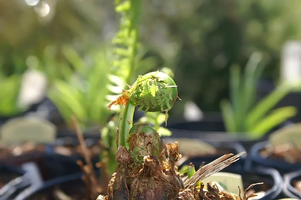 Ostrich Fern (Matteuccia Struthiopteris) — These ferns typically grow to a height ranging from 3 to 6 feet with a similar spread; a generous layer, image 89