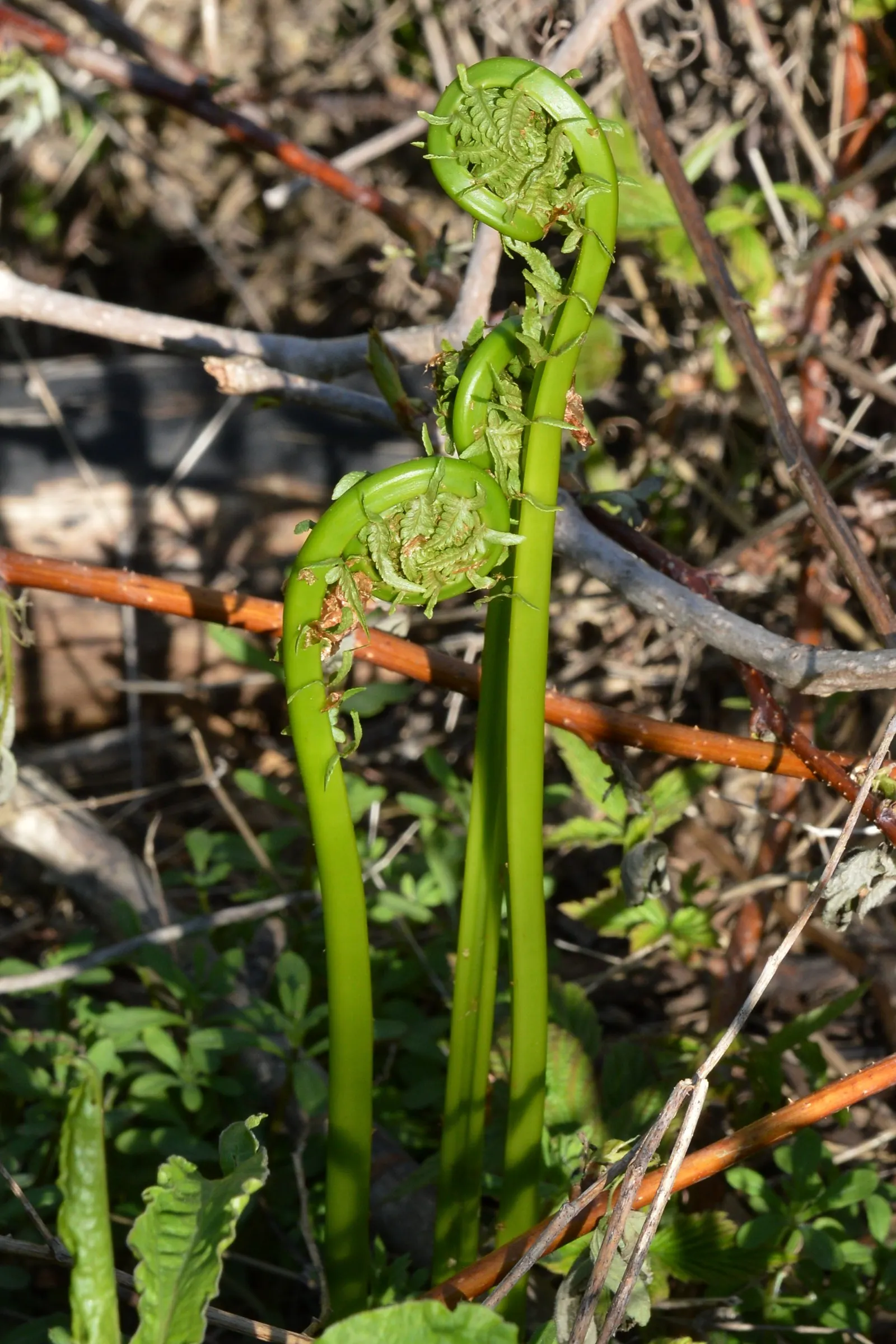 Ostrich Fern (Matteuccia Struthiopteris) — well-drained soil and will thrive in part to full shade