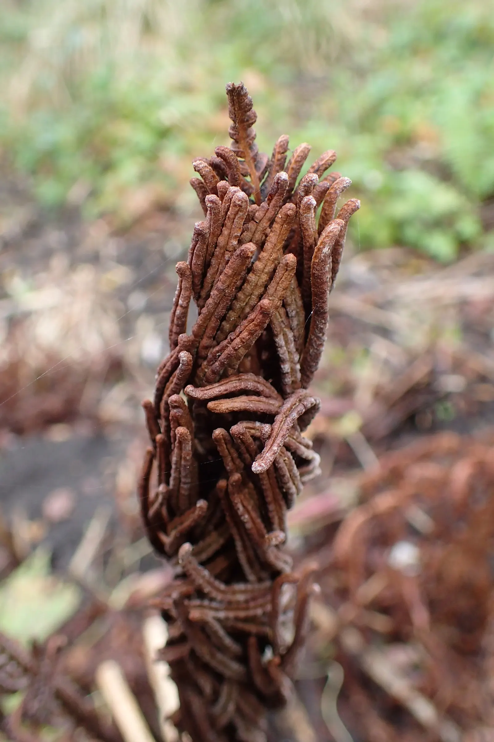 Ostrich Fern (Matteuccia Struthiopteris) — <br><br>It is important to note that while these ferns are low maintenance; fern for half or shade