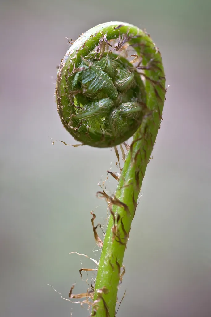 Ostrich Fern (Matteuccia Struthiopteris) — <br><br>It is important to note that while these ferns are low maintenance