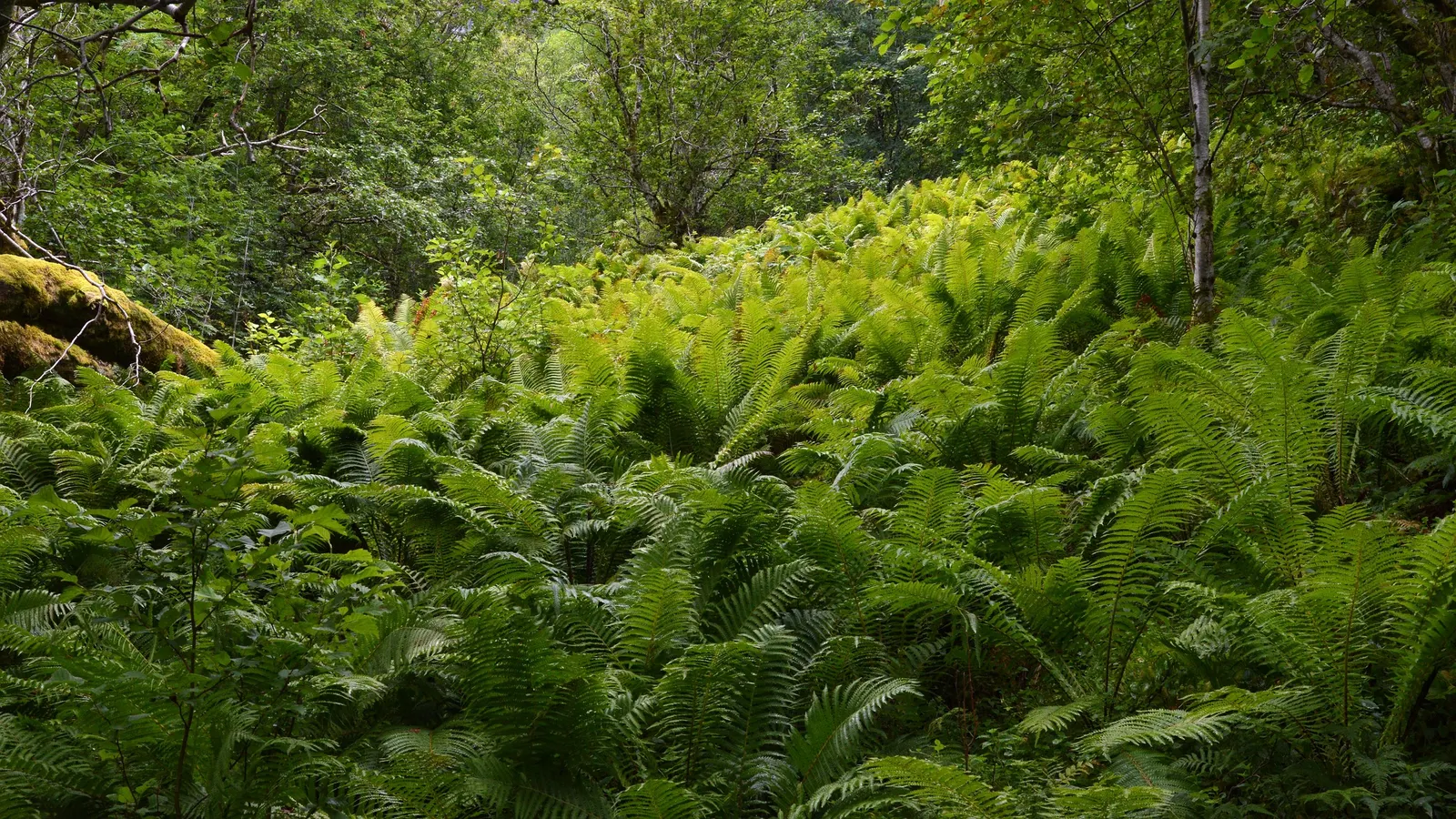 Ostrich Fern (Matteuccia Struthiopteris) — <br><br>It also bears "fiddleheads" in early spring