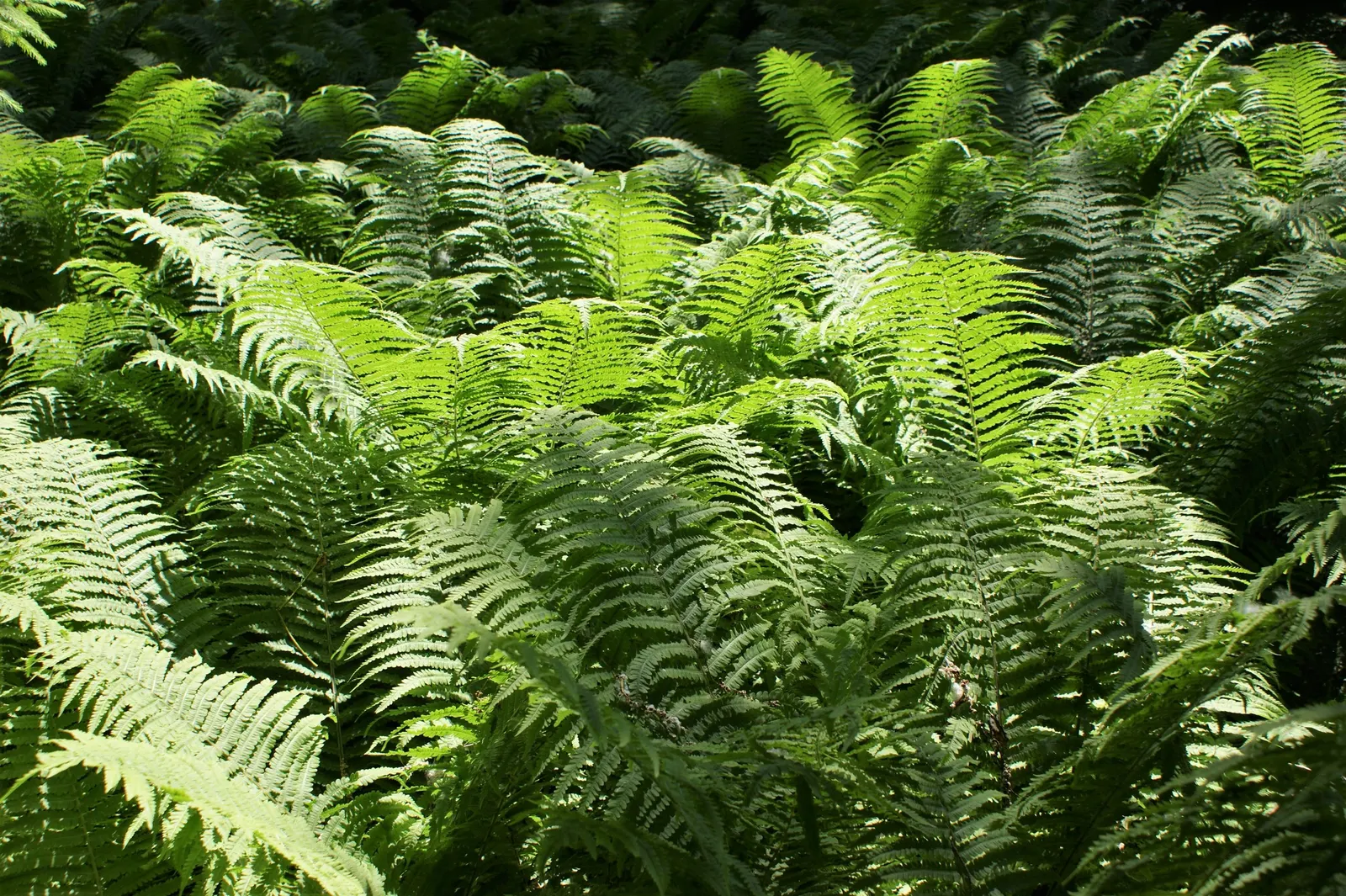 Ostrich Fern (Matteuccia Struthiopteris) — known botanically as Matteuccia struthiopteris; the Ostrich Fern, Matteuccia struthiopteris, is a robust, image 112