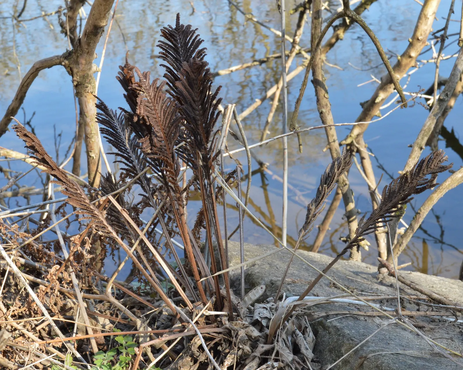 Ostrich Fern (Matteuccia Struthiopteris) — A generous layer of mulch will help to maintain soil moisture and keep root systems cool; especially, image 74