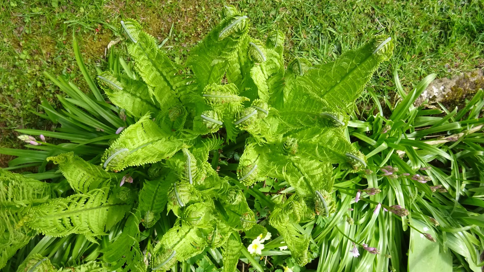 Ostrich Fern (Matteuccia Struthiopteris) — especially during dry periods; this fern\'s growth pattern is distinctive, image 99