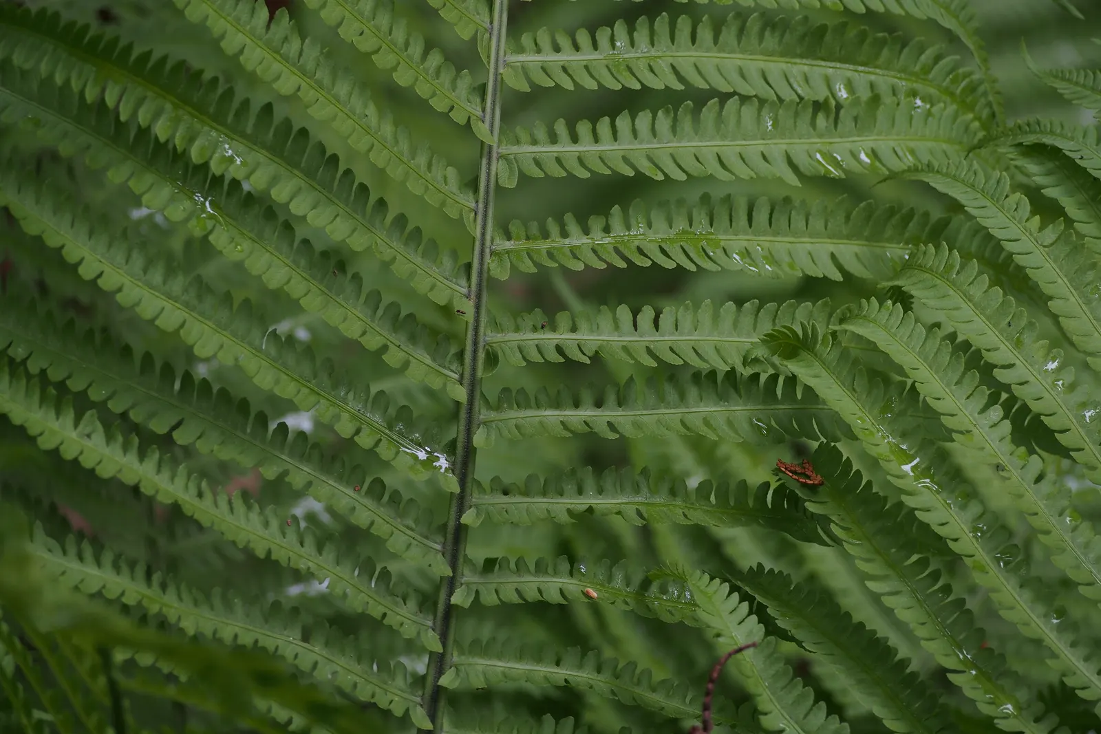 Ostrich Fern (Matteuccia Struthiopteris) — green backdrop in woodland gardens; well-drained soil and will thrive in part to full shade, image 84