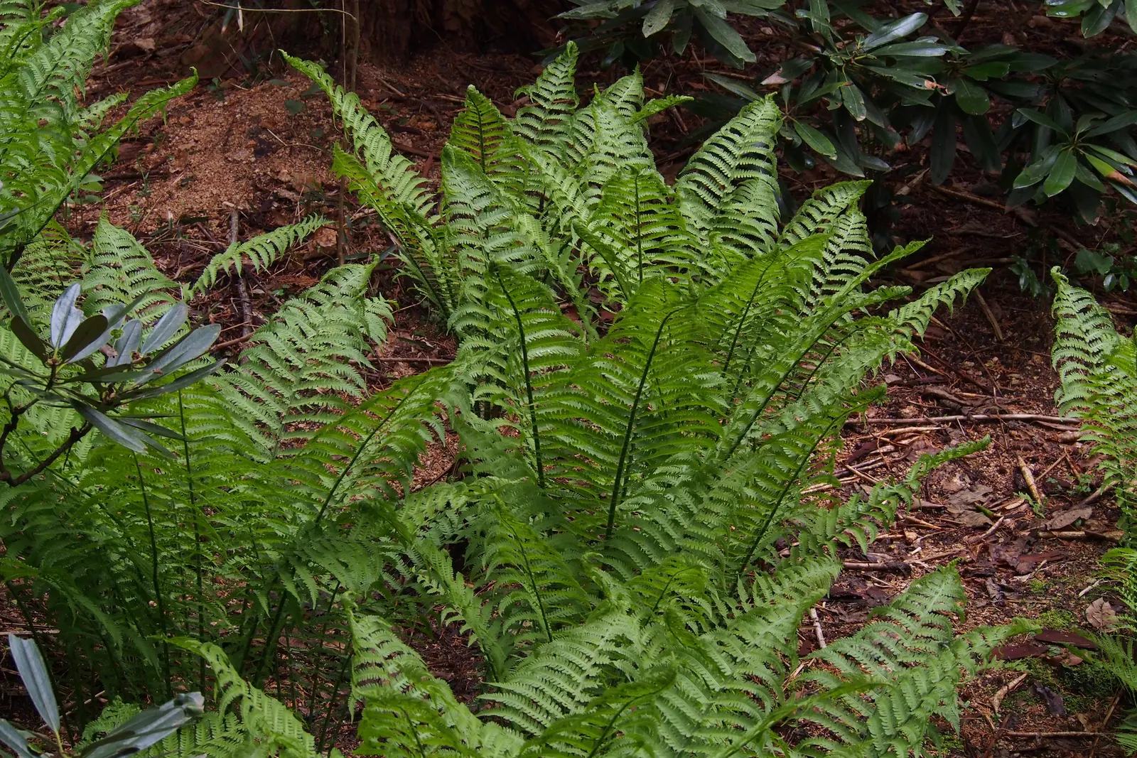 Ostrich Fern (Matteuccia Struthiopteris) — the Ostrich Fern offers a dramatic; is a deciduous perennial that brings an elegant and lush greenery to any shaded