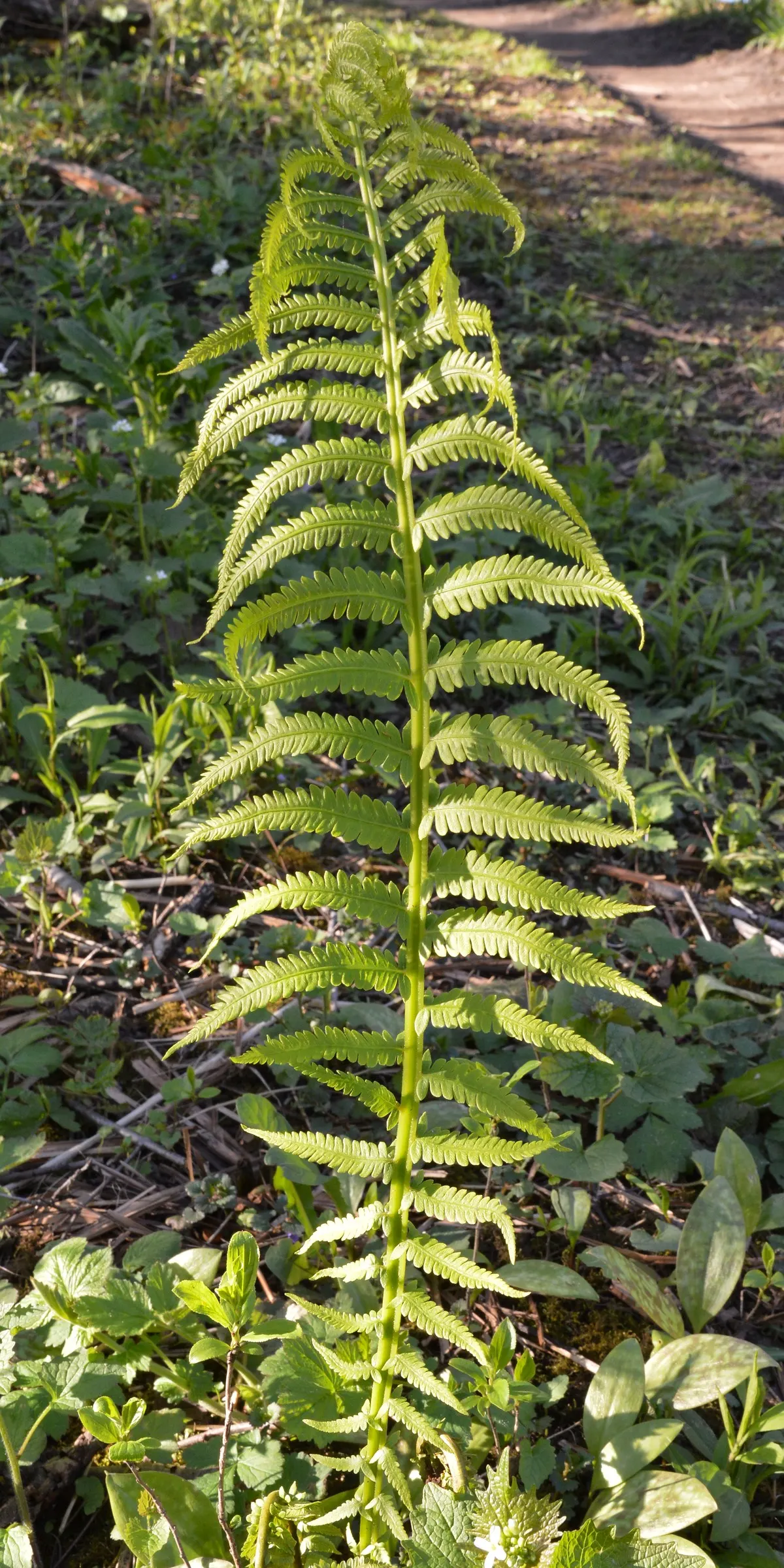 Ostrich Fern (Matteuccia Struthiopteris) — green backdrop in woodland gardens