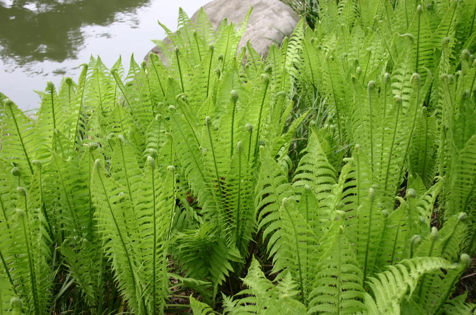 Ostrich Fern (Matteuccia Struthiopteris) — especially during dry periods