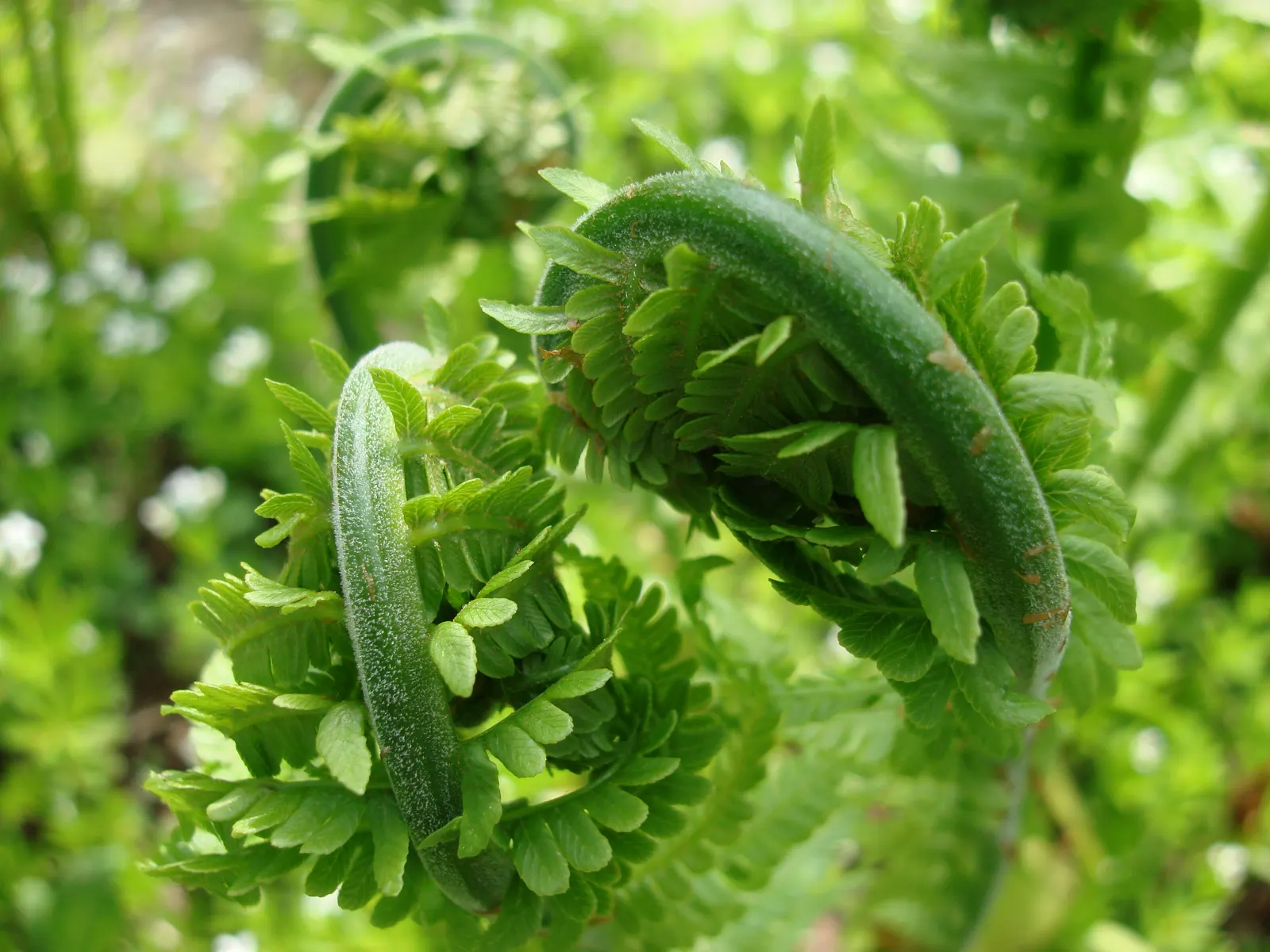 Ostrich Fern (Matteuccia Struthiopteris) — Hardy and low maintenance, it offers a graceful, arching display, emulating its namesake‚Äôs plumes, image 85